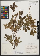 Foto von Salix waldsteiniana Willd.